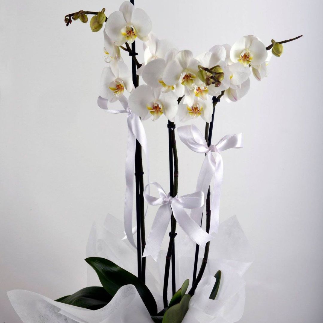 Packaged Orchid