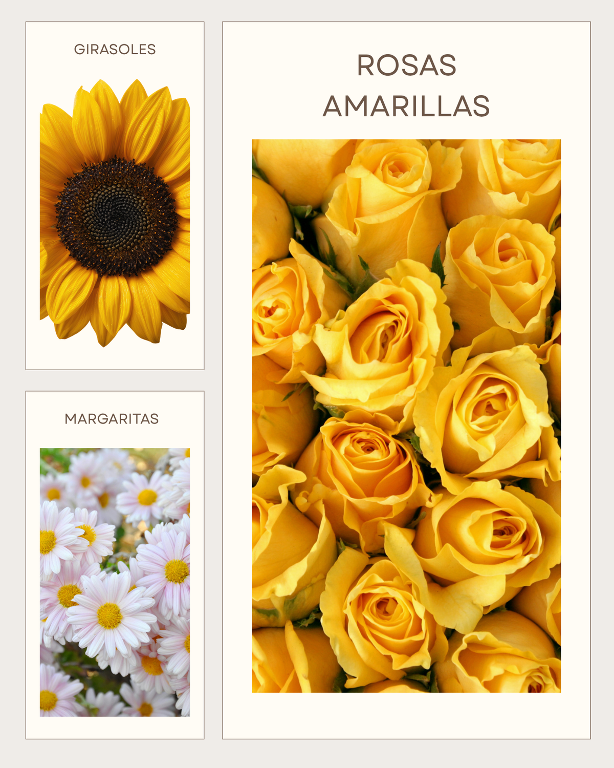 FLORICIENTA