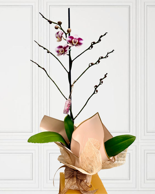 ORQUÍDEA EMPACADA